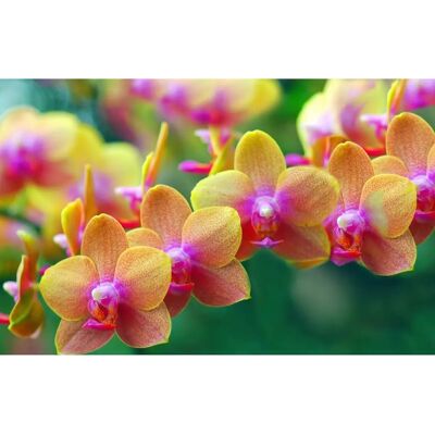 PAPERMOON Goldene Orchideen Fototapete - Landschaft, Blumen, Bunt - Tapete PAPERMOON Goldene Orchideen Fototapete - Landschaft, Blumen, Bunt - Tapete