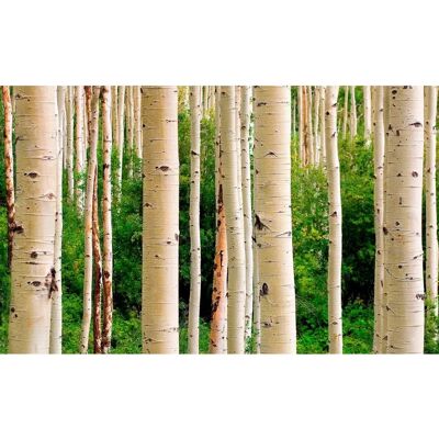 PAPERMOON Aspen Woods in Summer Tapete - Wanddekoration PAPERMOON Aspen Woods in Summer Tapete - Wanddekoration