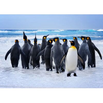 PAPERMOON King Penguins Fototapete - Vlies 2x1,49m PAPERMOON King Penguins Fototapete - Vlies 2x1,49m