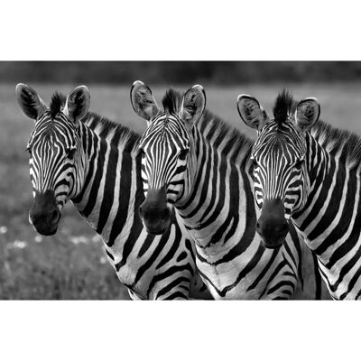 PAPERMOON - Zebras Schwarz & Weiß - Tapete PAPERMOON - Zebras Schwarz & Weiß - Tapete