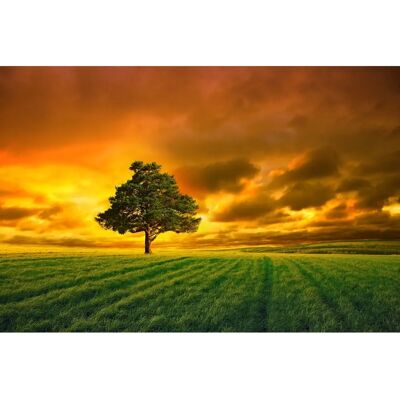 PAPERMOON Baum im Feld Tapete - Bunt, 3,5x2,6m - Tapete PAPERMOON Baum im Feld Tapete - Bunt, 3,5x2,6m - Tapete