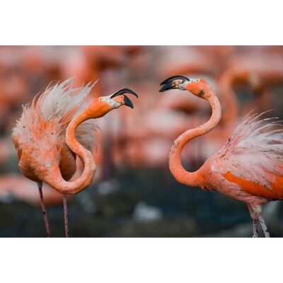 PAPERMOON Karibische Flamingos Selbstklebende Tapete - Tapeten PAPERMOON Karibische Flamingos Selbstklebende Tapete - Tapeten