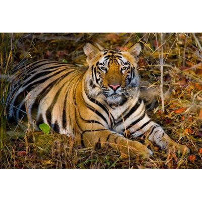 PAPERMOON Tiger Tapete - 3,50m x 2,60m - Bunt PAPERMOON Tiger Tapete - 3,50m x 2,60m - Bunt