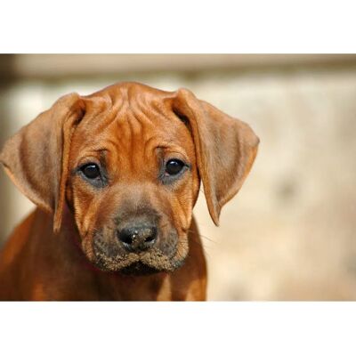 PAPERMOON Rhodesian Ridgeback Welpe Tapete - Landschaft Dekor PAPERMOON Rhodesian Ridgeback Welpe Tapete - Landschaft Dekor
