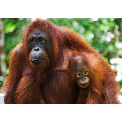 PAPERMOON Orang-Utan mit Baby Wandbild - Wandbild PAPERMOON Orang-Utan mit Baby Wandbild - Wandbild
