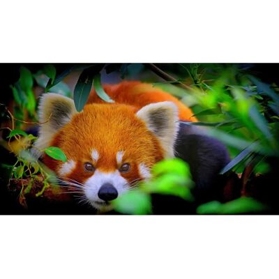 PAPERMOON Rotes Panda-Porträt Tapete - Bunt, 4m x 2.6m - Tapete PAPERMOON Rotes Panda-Porträt Tapete - Bunt, 4m x 2.6m - Tapete