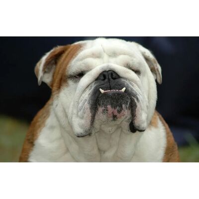 PAPERMOON Englisches Bulldoggenporträt Tapete - Wandbelag PAPERMOON Englisches Bulldoggenporträt Tapete - Wandbelag