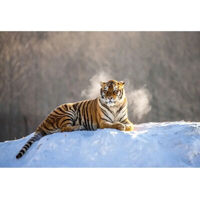 PAPERMOON Siberain Tiger - Bunt Tapete PAPERMOON Siberain Tiger - Bunt Tapete