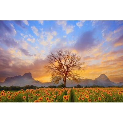 PAPERMOON Sonnenblumenlandschaft Fototapete - Wandbild PAPERMOON Sonnenblumenlandschaft Fototapete - Wandbild