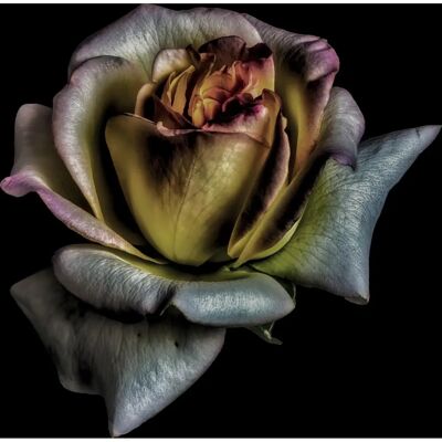 QUEENCE Blüte Bunte Blumen Dekokissenhülle - Dekor QUEENCE Blüte Bunte Blumen Dekokissenhülle - Dekor