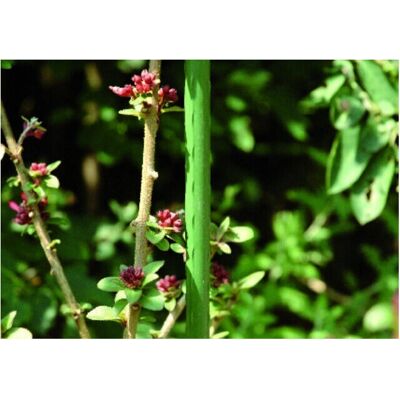 Floraworld Pflanzstab - 11mm x 120cm - Grün - Wetterbeständiger Stahl Floraworld Pflanzstab - 11mm x 120cm - Grün - Wetterbeständiger Stahl