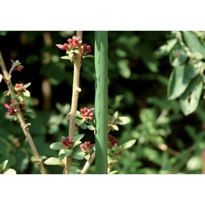 Floraworld Asta di piantagione - 11mm 150cm - Verde - Resistente agli agenti atmosferici Floraworld Asta di piantagione - 11mm 150cm - Verde - Resistente agli agenti atmosferici