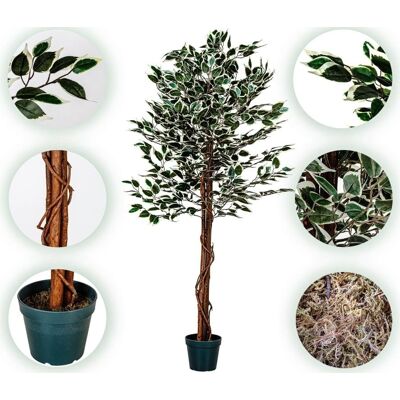 PLANTASIA Nagy Zöld Fikusz Fa - Beltéri Dekoráció - 160cm PLANTASIA Nagy Zöld Fikusz Fa - Beltéri Dekoráció - 160cm
