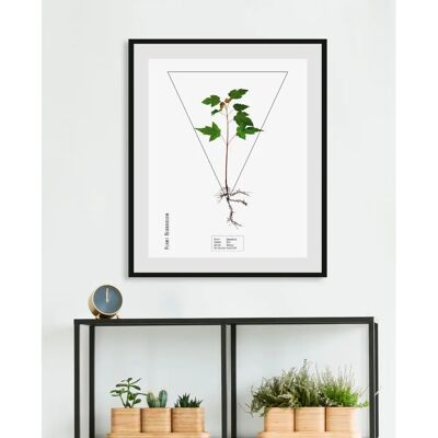 QUEENCE - Sapindacea - Grün - 40x50 cm - Wandbilddruck QUEENCE - Sapindacea - Grün - 40x50 cm - Wandbilddruck