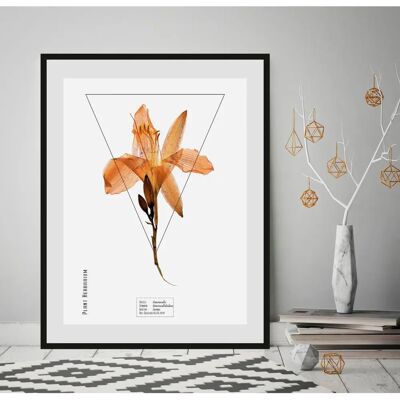 QUEENCE - Hemerocallis - orange - 30x40 cm - Wandkunst QUEENCE - Hemerocallis - orange - 30x40 cm - Wandkunst