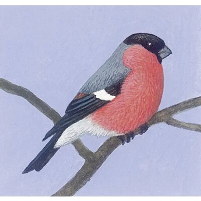 Coppenrath - Calendario dell'Avvento Animali Invernali - Educativo e Illustrato Coppenrath - Calendario dell'Avvento Animali Invernali - Educativo e Illustrato