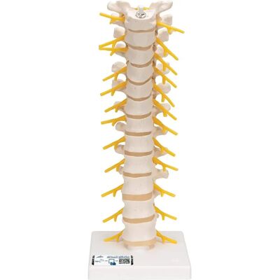 3B Scientific Anatomie Humaine – Colonne Thoracique + Application Anatomie Gratuite - Publicité 3B Scientific Anatomie Humaine – Colonne Thoracique + Application Anatomie Gratuite - Publicité