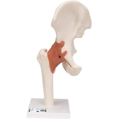 3B Scientific Anatomiskt Modell Höft - Anatomiskt Modell - Anatomiskt Modell 3B Scientific Anatomiskt Modell Höft - Anatomiskt Modell - Anatomiskt Modell