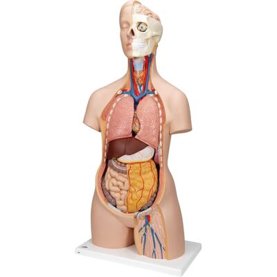 Torso Humain Classique Neutre en Genre 12 Parties 3B Scientific - Publicité Torso Humain Classique Neutre en Genre 12 Parties 3B Scientific - Publicité