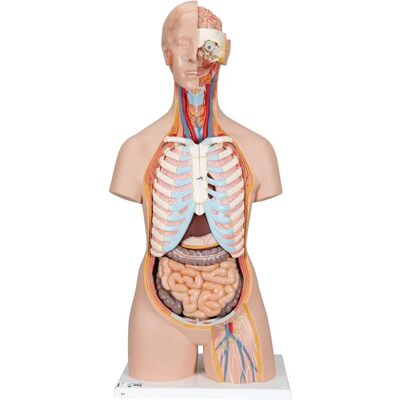 3B Scientific Klassischer Unisex Torso - Anatomisches Modell 3B Scientific Klassischer Unisex Torso - Anatomisches Modell