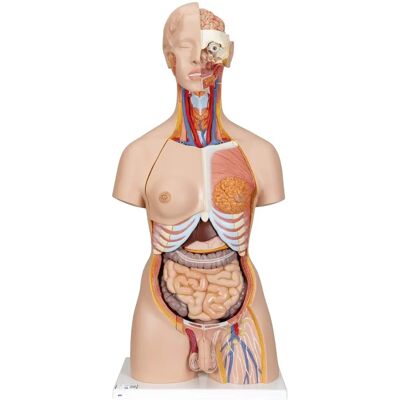 3B Scientific Deluxe Torso - Double Gender, Open Back, 28 Parts - Anatomy Model 3B Scientific Deluxe Torso - Double Gender, Open Back, 28 Parts - Anatomy Model