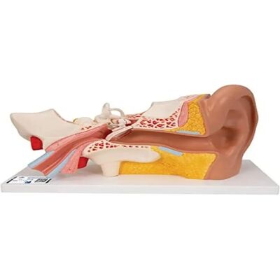 Modèle d'oreille humaine 3B Scientific - Agrandi 4 fois - Anatomie en 4 parties - Publicité Modèle d'oreille humaine 3B Scientific - Agrandi 4 fois - Anatomie en 4 parties - Publicité