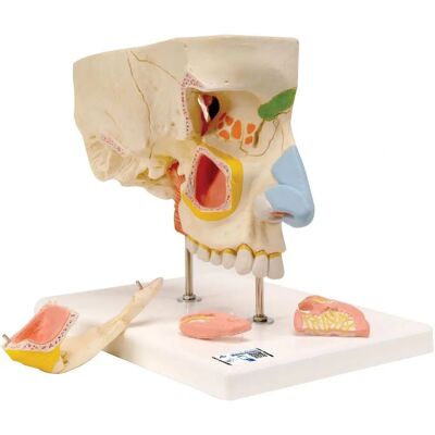 3B Scientific Lidská anatomie – nos s dolním nosem, 5dílný - Anatomical Model 3B Scientific Lidská anatomie – nos s dolním nosem, 5dílný - Anatomical Model