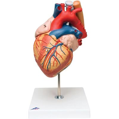 Modello di anatomia del cuore umano 3B Scientific - Due dimensioni, garanzia 5 anni Modello di anatomia del cuore umano 3B Scientific - Due dimensioni, garanzia 5 anni