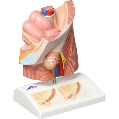Modèle d'anatomie de la lame 3B Scientific - Couches de fracture & Logiciel gratuit - Publicité Modèle d'anatomie de la lame 3B Scientific - Couches de fracture & Logiciel gratuit - Publicité