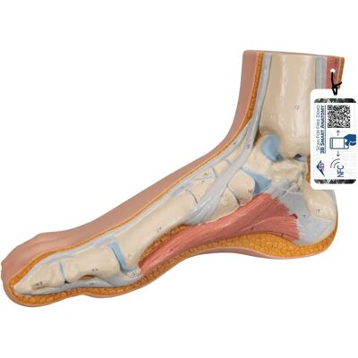 Modelo de pé humano M30 da 3B Scientific - Anatomia de superfície & AR Modelo de pé humano M30 da 3B Scientific - Anatomia de superfície & AR