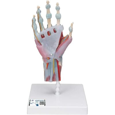 Modèle anatomique de main avec ligaments et muscles - 3B Scientific Modèle anatomique de main avec ligaments et muscles - 3B Scientific