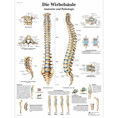 3B Scientific Human Spine Laminated Educational Poster 3B Scientific Human Spine Laminated Educational Poster