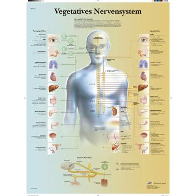 3B Scientific Laminovaná výuková tabule - Vegetativní nervový systém 3B Scientific Laminovaná výuková tabule - Vegetativní nervový systém