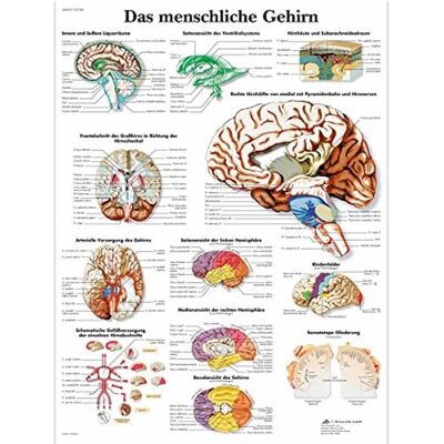 3B Scientific Lidský mozek - Affiche éducative - VR0615UU - Publicité 3B Scientific Lidský mozek - Affiche éducative - VR0615UU - Publicité
