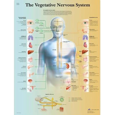 3B Scientific Lehrtafel Das vegetative Nervensystem - Taille d'affiche 50 x 67 cm - Publicité 3B Scientific Lehrtafel Das vegetative Nervensystem - Taille d'affiche 50 x 67 cm - Publicité
