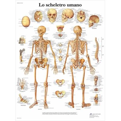 Póster de Esqueleto Humano - Modelo de Esqueleto Humano Póster de Esqueleto Humano - Modelo de Esqueleto Humano