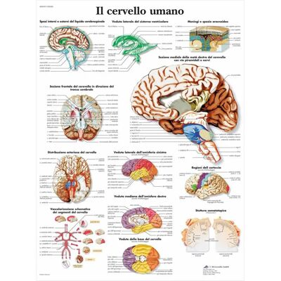 ANSSELL 3B Scientific VR4615L - Affiche éducative ANSSELL 3B Scientific VR4615L - Affiche éducative