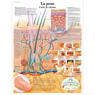Marca Modelo - Póster Anatomía Micro de la Piel - Pared Marca Modelo - Póster Anatomía Micro de la Piel - Pared