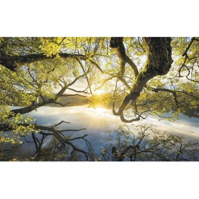 KOMAR Golden Embrace Tapete - Naturlandschaft - 400x250cm KOMAR Golden Embrace Tapete - Naturlandschaft - 400x250cm