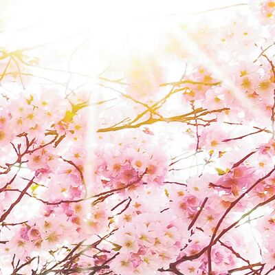 KOMAR Bloom Rosa Vliestapete 400x250cm - Blumen Wanddekoration KOMAR Bloom Rosa Vliestapete 400x250cm - Blumen Wanddekoration