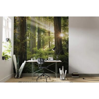 KOMAR Papel Pintado Goblins Woods - Verde, 250x280cm - Papel de Pared KOMAR Papel Pintado Goblins Woods - Verde, 250x280cm - Papel de Pared