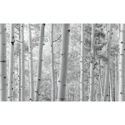 KOMAR Wald Fototapete - Realistische Naturansicht KOMAR Wald Fototapete - Realistische Naturansicht