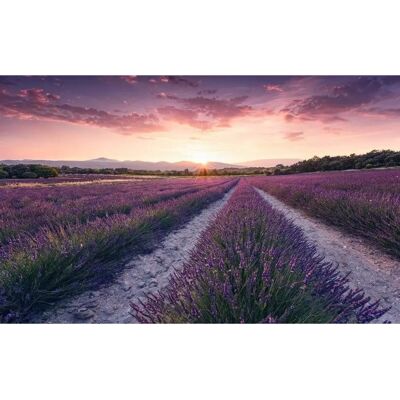 KOMAR Lavender Dream Wallpaper - 450x280 cm - Non-woven KOMAR Lavender Dream Wallpaper - 450x280 cm - Non-woven