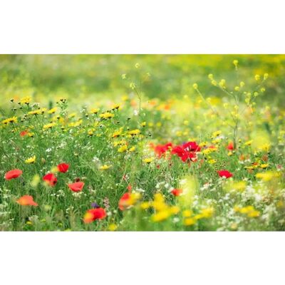 KOMAR Natur Blumen Fototapete - Wandbild KOMAR Natur Blumen Fototapete - Wandbild