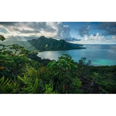 KOMAR Jurassic Island Tapete - 450x280cm Tropischer Strand KOMAR Jurassic Island Tapete - 450x280cm Tropischer Strand