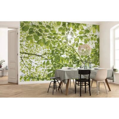 KOMAR Grüner Wald Vliestapete - 250x280 cm - Wohnzimmer & Schlafzimmer KOMAR Grüner Wald Vliestapete - 250x280 cm - Wohnzimmer & Schlafzimmer