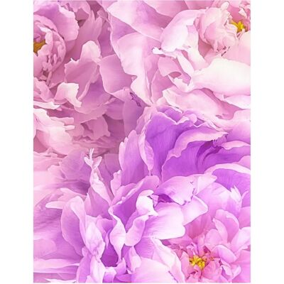 KOMAR Soave rosa Poster - Poster KOMAR Soave rosa Poster - Poster