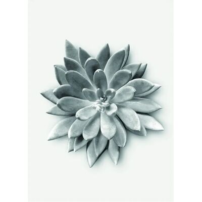 KOMAR Succulent Agave 30x40 - Mehrfarbig - Pflanzenblätter Poster KOMAR Succulent Agave 30x40 - Mehrfarbig - Pflanzenblätter Poster