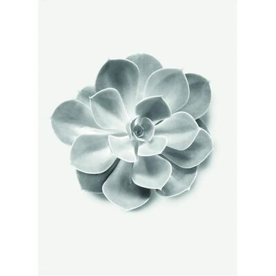 KOMAR Succulent Aeonium Poster - Bunt Wanddekoration KOMAR Succulent Aeonium Poster - Bunt Wanddekoration