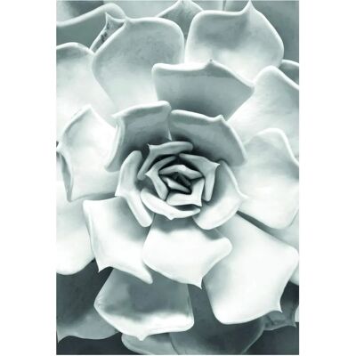 KOMAR Succulent Closeup Bunt Poster - Poster KOMAR Succulent Closeup Bunt Poster - Poster